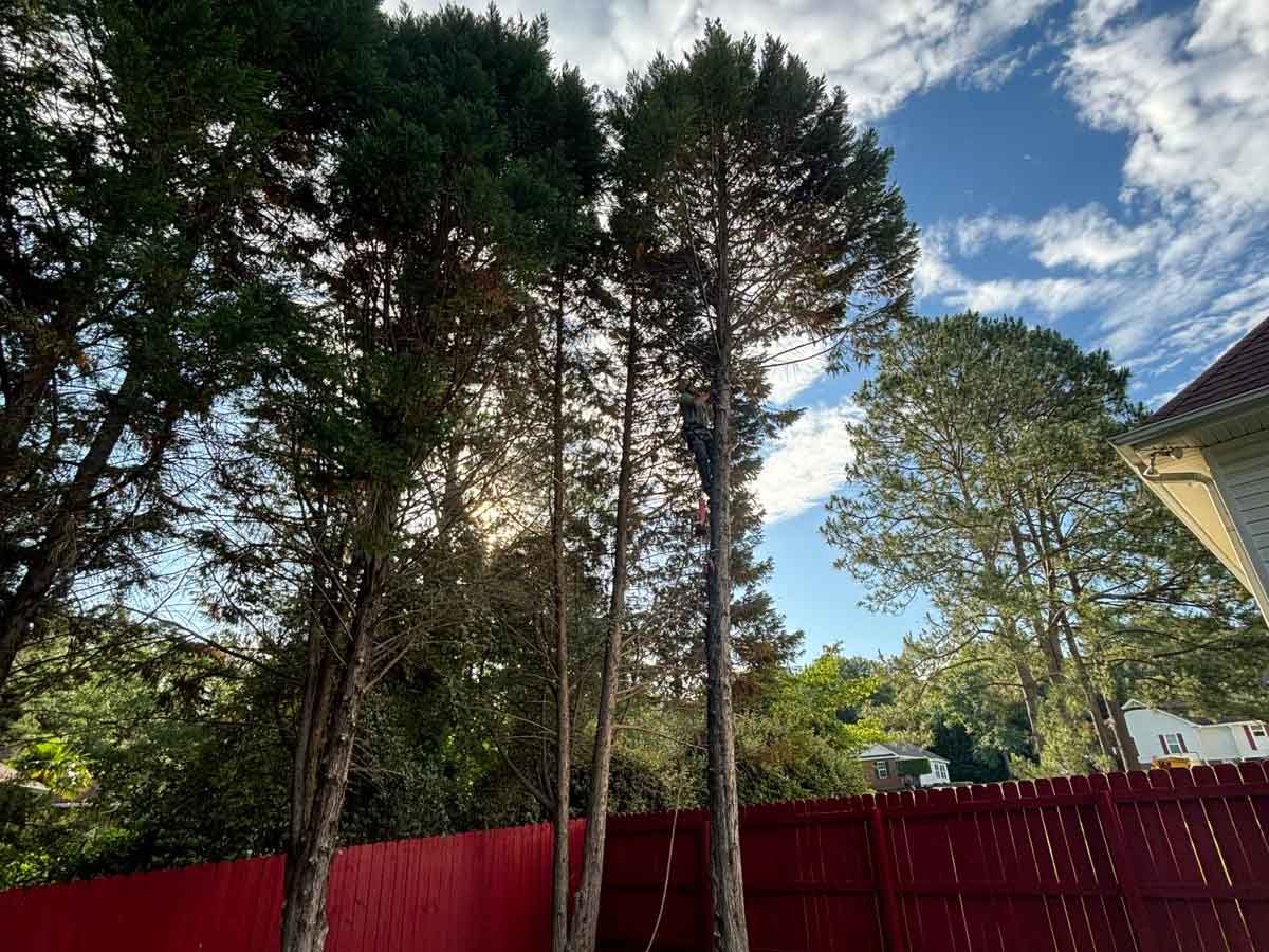 El Costeño Tree Service LLC